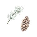 Set of pine branch and cones. Watercolor cone and twig of conifers evergreen tree. Hand drawn botanical illustration