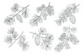 Set of pine branches with cones. Branches of pine trees with cones. Hand drawn illustration Royalty Free Stock Photo