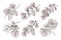 Set of pine branches with cones. Branches of pine trees with cones. Hand drawn illustration Royalty Free Stock Photo