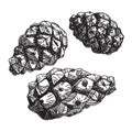 Set Of Pine Cones. Black Contour On A White Background. Sketch.