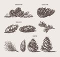 Set pine cones design elements drawn vector sketch Royalty Free Stock Photo
