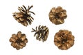 Set of pine cones various coniferous Royalty Free Stock Photo