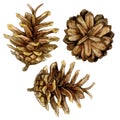 Set of pine cones. Watercolor illustration isolated on white background. Royalty Free Stock Photo