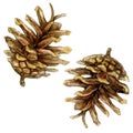 Set of pine cones. Watercolor illustration isolated on white background. Royalty Free Stock Photo