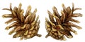 Set of pine cones. Watercolor illustration isolated on white background. Royalty Free Stock Photo