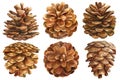 Set pine cones on white background. Watercolor botanical illustration, vintage drawing