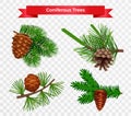 Coniferous Trees Transparent Set Royalty Free Stock Photo