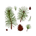 Set of pine tree decor elements in colored sketch style isolated on white background. Vector illustration of fir branches and Royalty Free Stock Photo