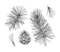 Set of pine tree decor elements in sketch style isolated on white background. Vector illustration of fir branches and cones Royalty Free Stock Photo