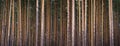 Set of pine trunks Royalty Free Stock Photo