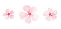 A set of pink almond and sakura flowers isolated on a white background, hand-drawn