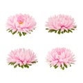 Set of pink aster flowers isolated on a white