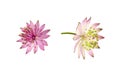 Set of pink astrantia flowers