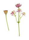 Set of pink astrantia flowers