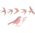 Set of pink bird cartoon icon design template with various models. modern vector illustration isolated Royalty Free Stock Photo