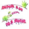 Set of pink bleeding heart flowers, isolated on white background Royalty Free Stock Photo