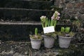 Set of pink blooming hyacinth bulbs in clay flower pots. Moss and old brick stairs in garden. Blank business card mockup