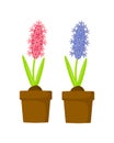 Set of pink and blue hyacinth in pots vector illustration isolated on white background. Royalty Free Stock Photo