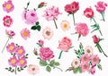 Set of pink brier and rose flowers Royalty Free Stock Photo