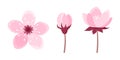 Set of pink cherry tree flowers isolated on white background. Sakura blossom design elements. Vector illustration Royalty Free Stock Photo