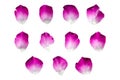 Set of 11 pink color rose petals on a white background or transparent Royalty Free Stock Photo