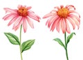 Set pink Flowers, echinacea on a white background. Watercolor botanical illustration. Hand drawn echinacea plant Royalty Free Stock Photo