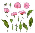 Set of pink flowers and green leafs