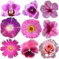 Set of Pink Flowers Royalty Free Stock Photo