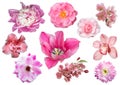 Set of pink flowers isolated on white background Royalty Free Stock Photo