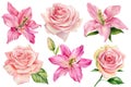 Set pink flowers, Lilies, and roses on an isolated white background, watercolor illustration, greeting card