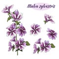 Set of pink flowers Malva sylvestris on a white background. Flower branch for decoration of cards, congratulations and invitations