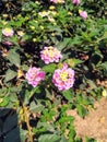 Set of pink flowers with yellow center