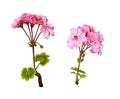 Set of pink geranium flowers and green leaves isolated Royalty Free Stock Photo