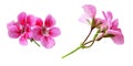 Set of pink geranium flowers Royalty Free Stock Photo