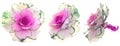 Set of pink-green decorative cabbage flowers isolated on white Royalty Free Stock Photo