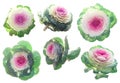 Set of pink-green decorative cabbage flowers isolated on white Royalty Free Stock Photo