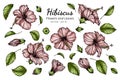 Set of Pink Hibiscus flower and leaf drawing illustration with line art on white backgrounds Royalty Free Stock Photo