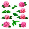 Set of pink hortensia flowers and leaves. Large collection with hydrangea flower isolated on white Royalty Free Stock Photo