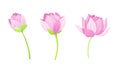 Set of pink lotus flowers. Stages of bud opened. Beautiful flower, symbol of oriental practices, yoga, wellness industry