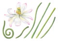 Set of pink lotus parts for creating compositions. Blooming flower heads, green stems of water lily. Constructor for creating