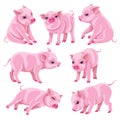 Set of Pink Micro Pigs in Moving