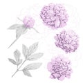Set of pink peony flowers, bud and gray leaf