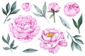 Set of pink peony flowers, buds and leaves isolated on white background. Hand drawn watercolor Royalty Free Stock Photo