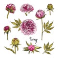 Set of pink peony flowers. Hand-drawn floral collection of festive decor. Vector illustration