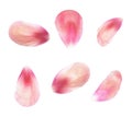 Set of pink peony petals Royalty Free Stock Photo