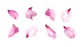 Set of pink petals. Collection of elements spring flowers - cherry blossom, almond, apple, sakura. Watercolor