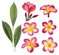 Set of pink plumeria on white background Royalty Free Stock Photo