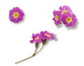 Set of pink primrose flowers isolated on white background for graphic design. Royalty Free Stock Photo