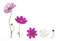 Set of pink and purple cosmos flowers isolated on white background Royalty Free Stock Photo