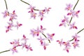 Set of pink purple Orchid flowers on branches or stem isolated on white background Royalty Free Stock Photo